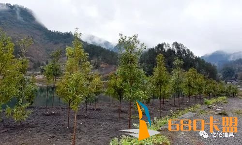 绝地求生和平精英免费透视辅助春寒料峭植树忙|道真开展春季义务植树活动